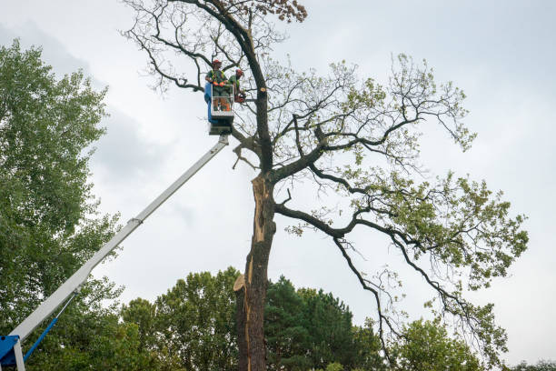 Residential Tree Removal in Rouses Point, NY